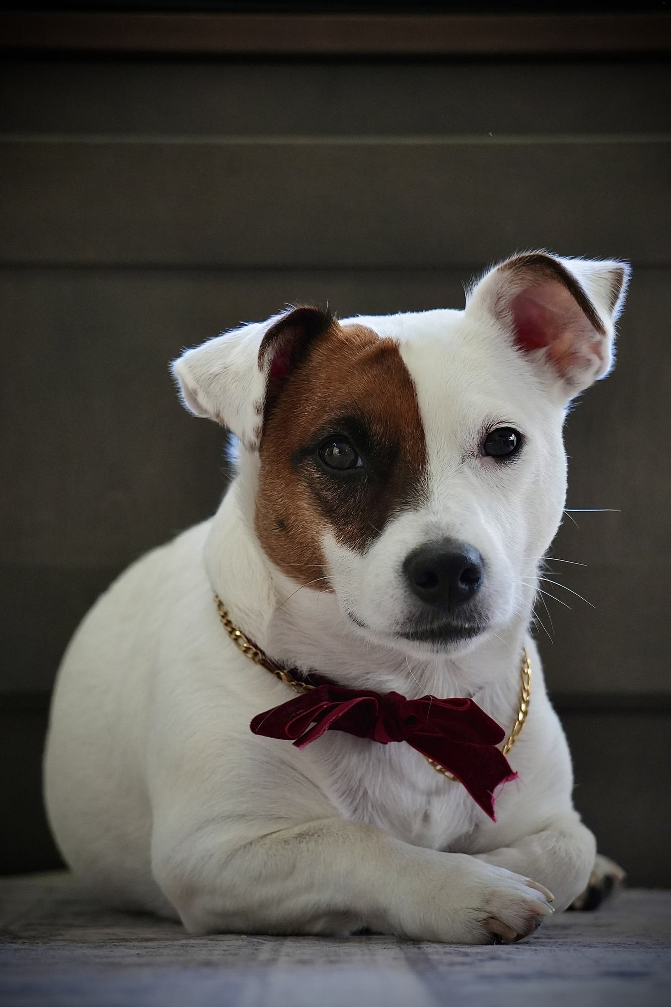 Dog portrait